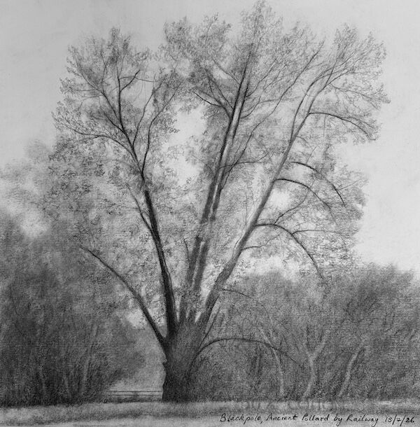 charcoal sketch of a native black poplar