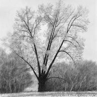 charcoal sketch of an ancient pollard Black Poplar
