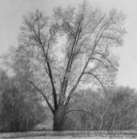 charcoal sketch of a native black poplar
