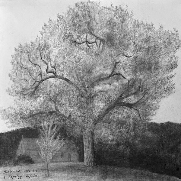 charcoal sketch of veteran & sapling black poplars