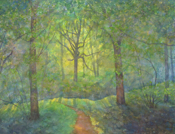 summer woodland evening walk