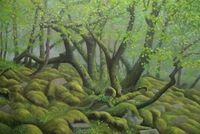 Coppiced Oak on Clitter oil oak White Wood