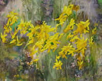 Dyer's Greenweed with Bee watercolour ink Dyer's Greenweed meadow