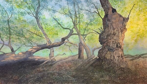 spring watercolour of ancient oak with fallen tree