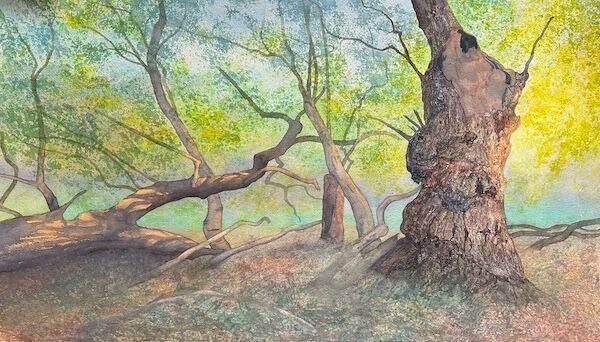 spring watercolour of ancient oak with fallen tree