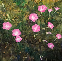Field Bindweed in Drought