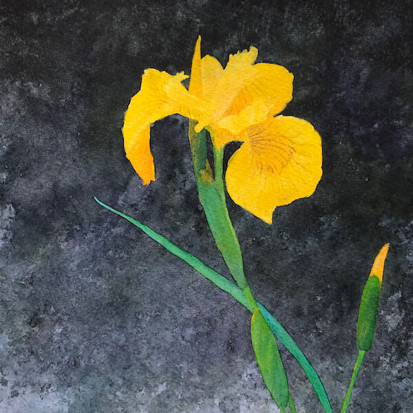 Flag iris Yazor Brook dark storm sky reflected in water