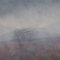 oil Exmoor hawthorn