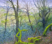 Horner Wood, April Rain watercolour exmoor wood April rain