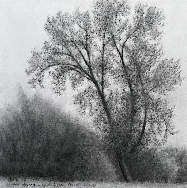 sketch of veteran black poplar in light breeze