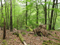 Spring - trees hanging precariously over gorge
