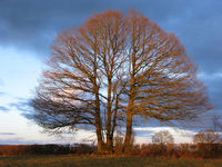 Hedgerow oak, sundown hedgerow oak sundown