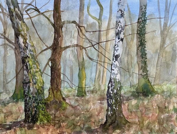 Outdoor watercolour sketch of silver birches