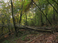 Early Autumn