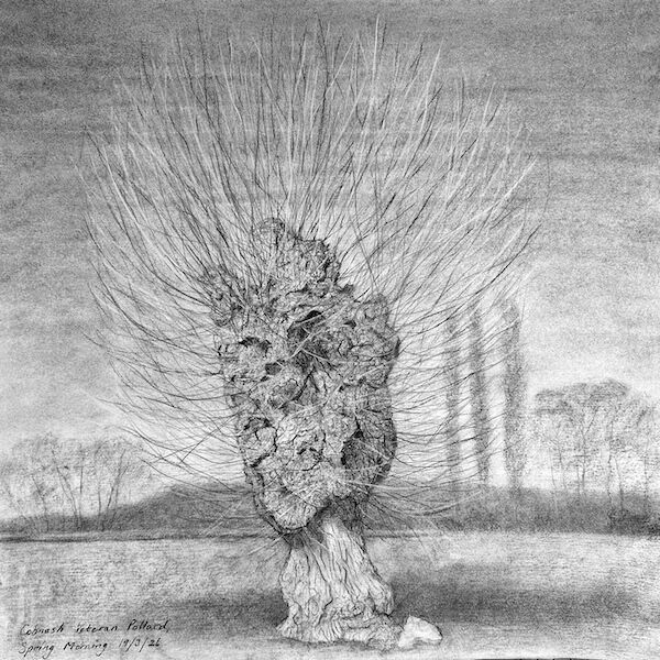 charcoal sketch of veteran pollard black poplar in Herefordshire