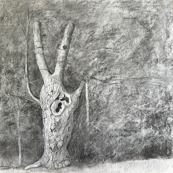 charcoal sketch of veteran pollard native black poplar