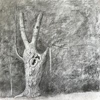 charcoal sketch of veteran pollard native black poplar