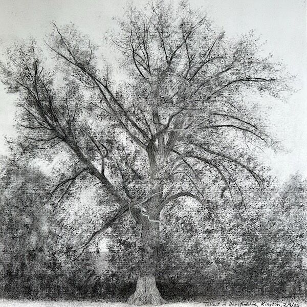 charcoal sketch of tallest native black poplar in Herefordshire