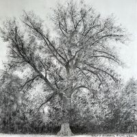 charcoal sketch of tallest native black poplar in Herefordshire