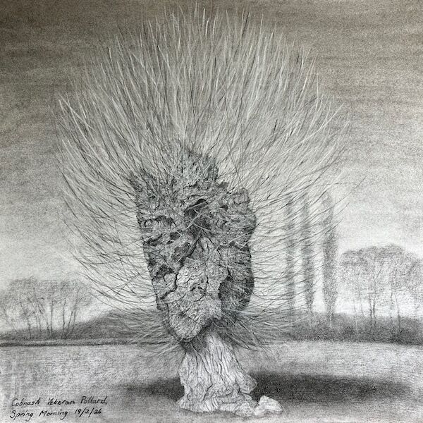 charcoal sketch of veteran pollard black poplar in Herefordshire