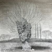 charcoal sketch of veteran pollard black poplar in Herefordshire