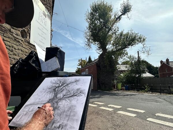 Drawing native black poplar in Ewyas Harold