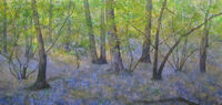 In an Ancient Wood, Spring watercolour ancient wood bluebells