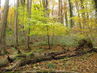 Autumn - the beech that finally fell in 2008