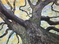 Looking Up looking up into mature oak tree