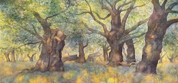 ancient oak wood pasture midsummer