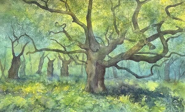 Veteran oak in wood pasture summer