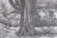 Oak Tree Study II