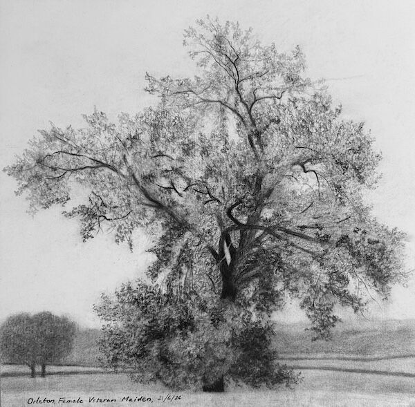 charcoal sketch of a very rare female black poplar