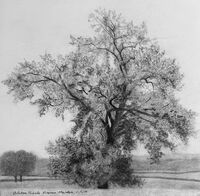 charcoal sketch of a very rare female black poplar