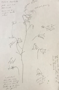 Outdoor sketch of harebells pencil sketch harebells