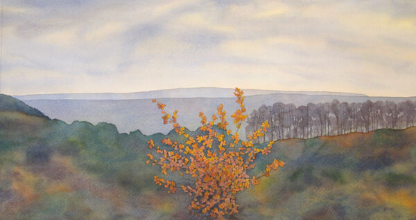 watercolour oak sapling at Moccas Hill Wood
