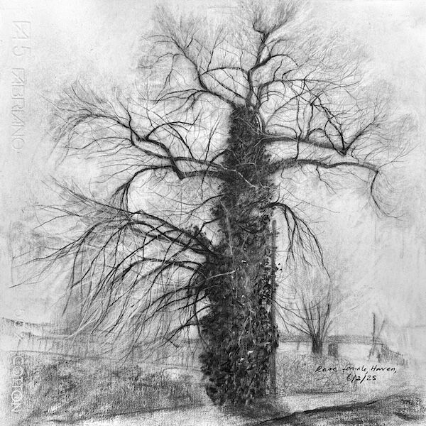 outdoor sketch of rare female black poplar