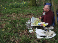 Wild daffodils in Lea & Paget's Wood - April 2016
