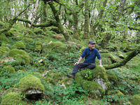 Sep 2021 - a favourite tree in White Wood, Dartmoor coppiced oak artist