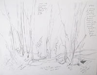 Silver Birches - outdoor drawing outdoor drawing silver birches