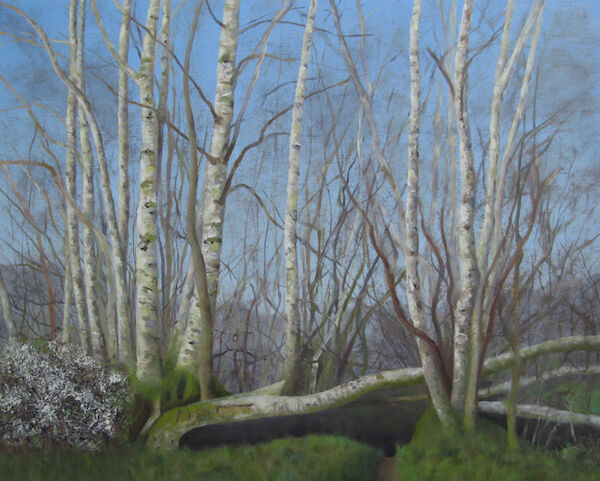 oil silver birch hedge