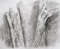 Hedgerow Birches charcoal sketch birch