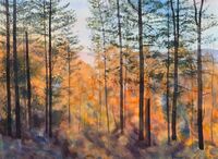 Study - Larches Catching Autumn Sun Autumn sun through larches