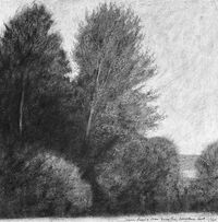 charcoal sketch of young black poplar