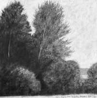 charcoal sketch of young black poplar