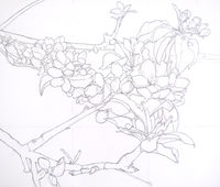 Blossom - studio composition drawing composition blossom