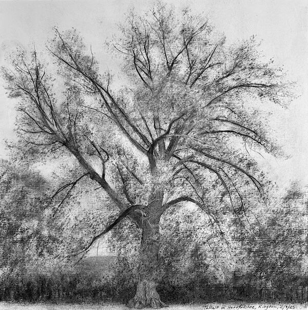 charcoal sketch of tallest native black poplar in Herefordshire