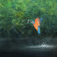 Kingfisher kingfisher with fish lifting off from river Wye