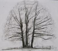 Three-stemmed oak along boundary charcoal sketch