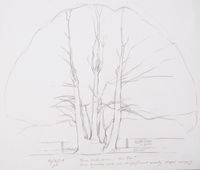 Three-stemmed oak along boundary pencil sketch